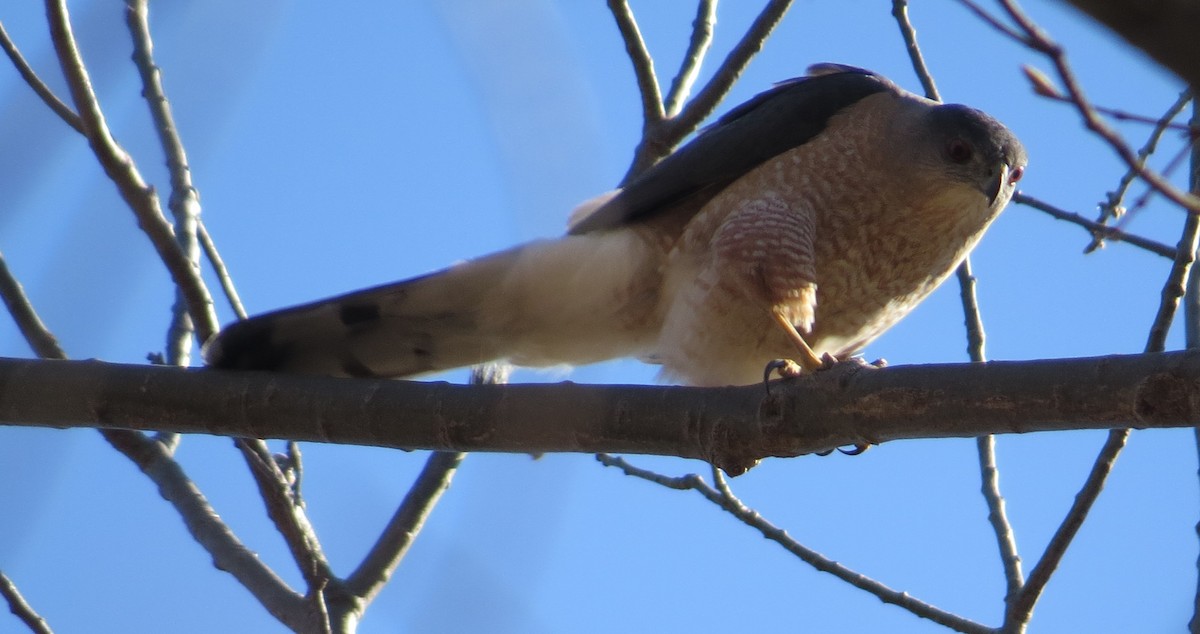 Cooper's Hawk - ML561405031