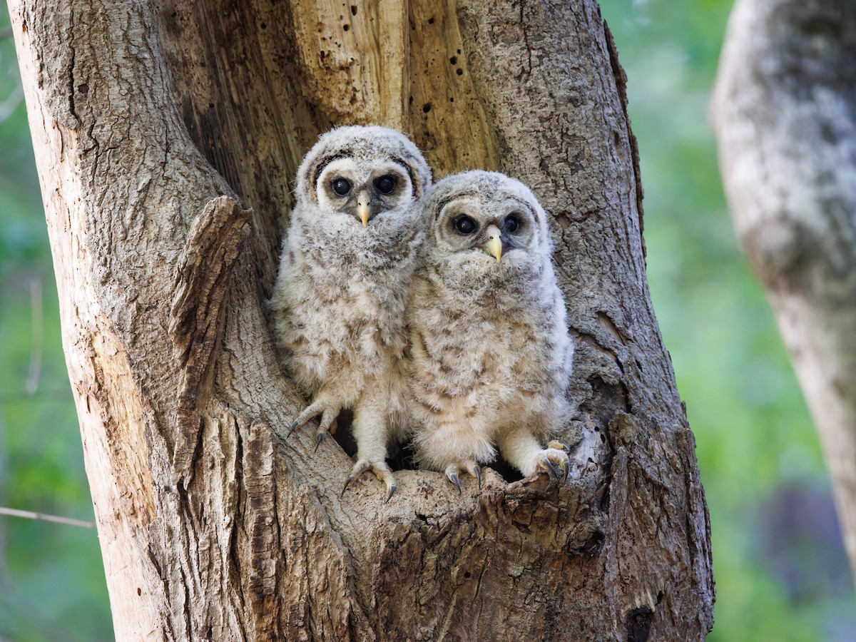 Barred Owl - ML561405081