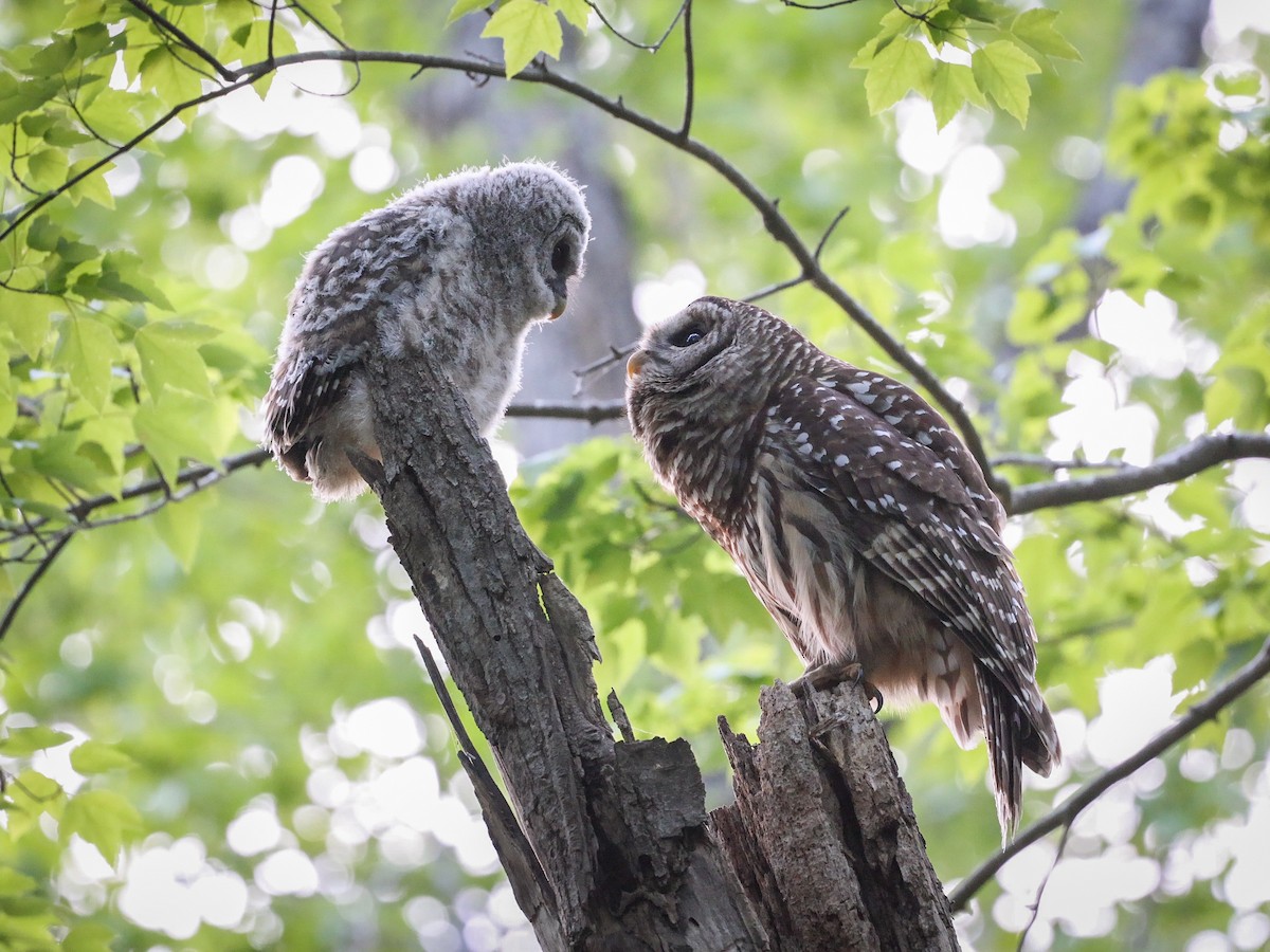 Barred Owl - ML561405171