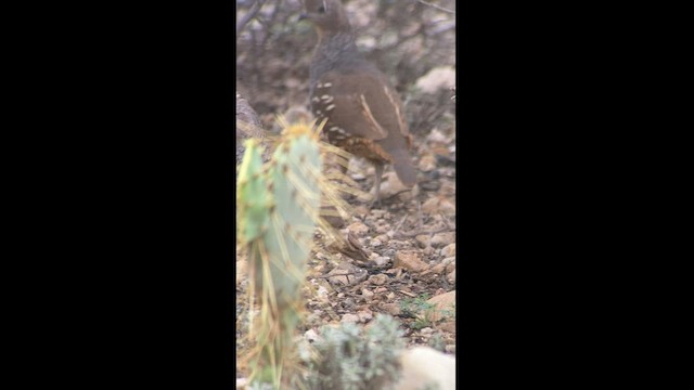 Scaled Quail - ML561405231