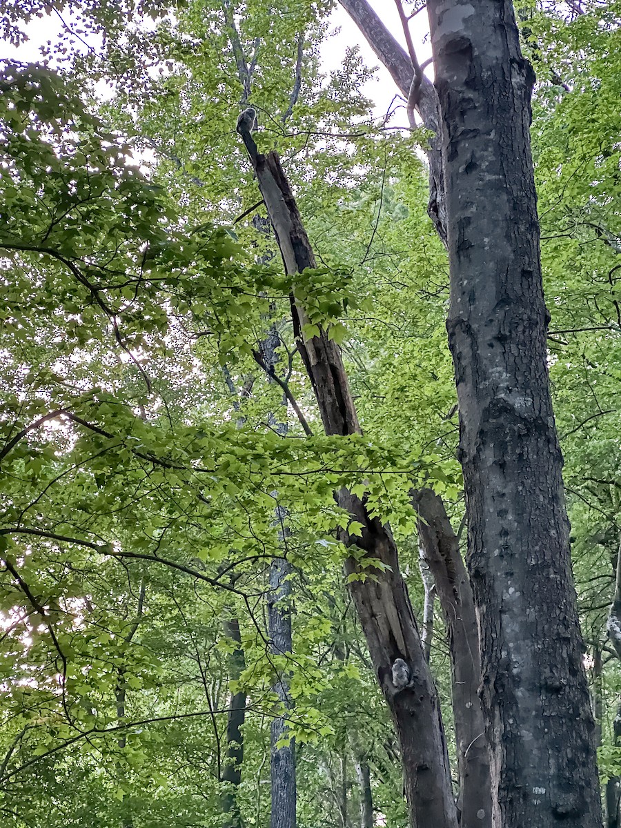 Barred Owl - ML561405871