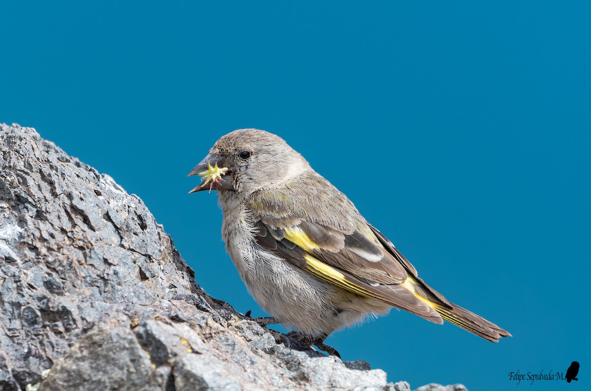 Thick-billed Siskin - ML561406321