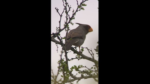 ørkenkardinal - ML561407191