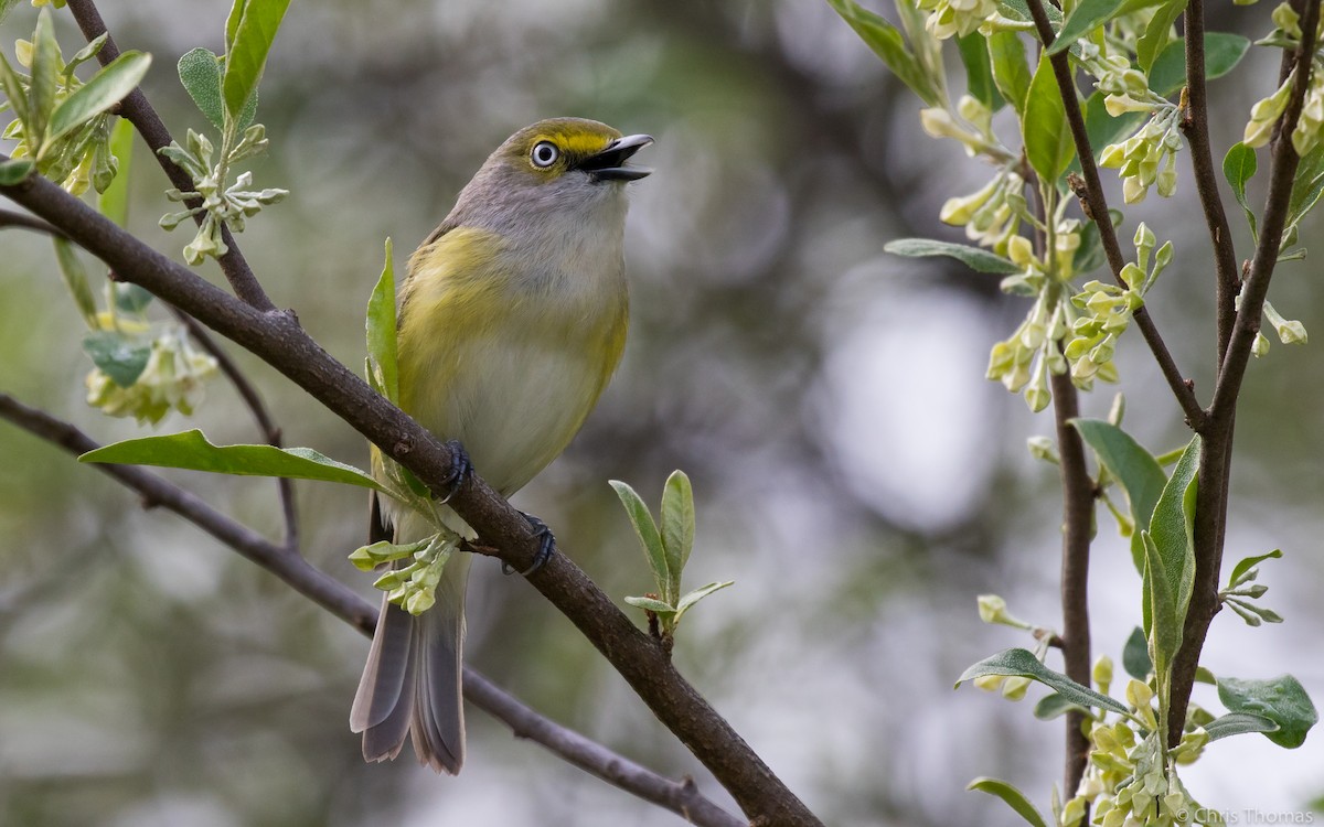 Ak Gözlü Vireo - ML56140781