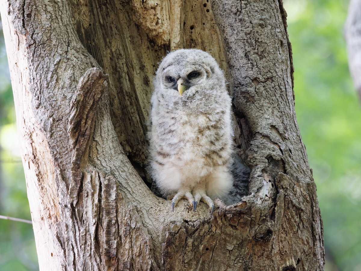 Barred Owl - ML561408861