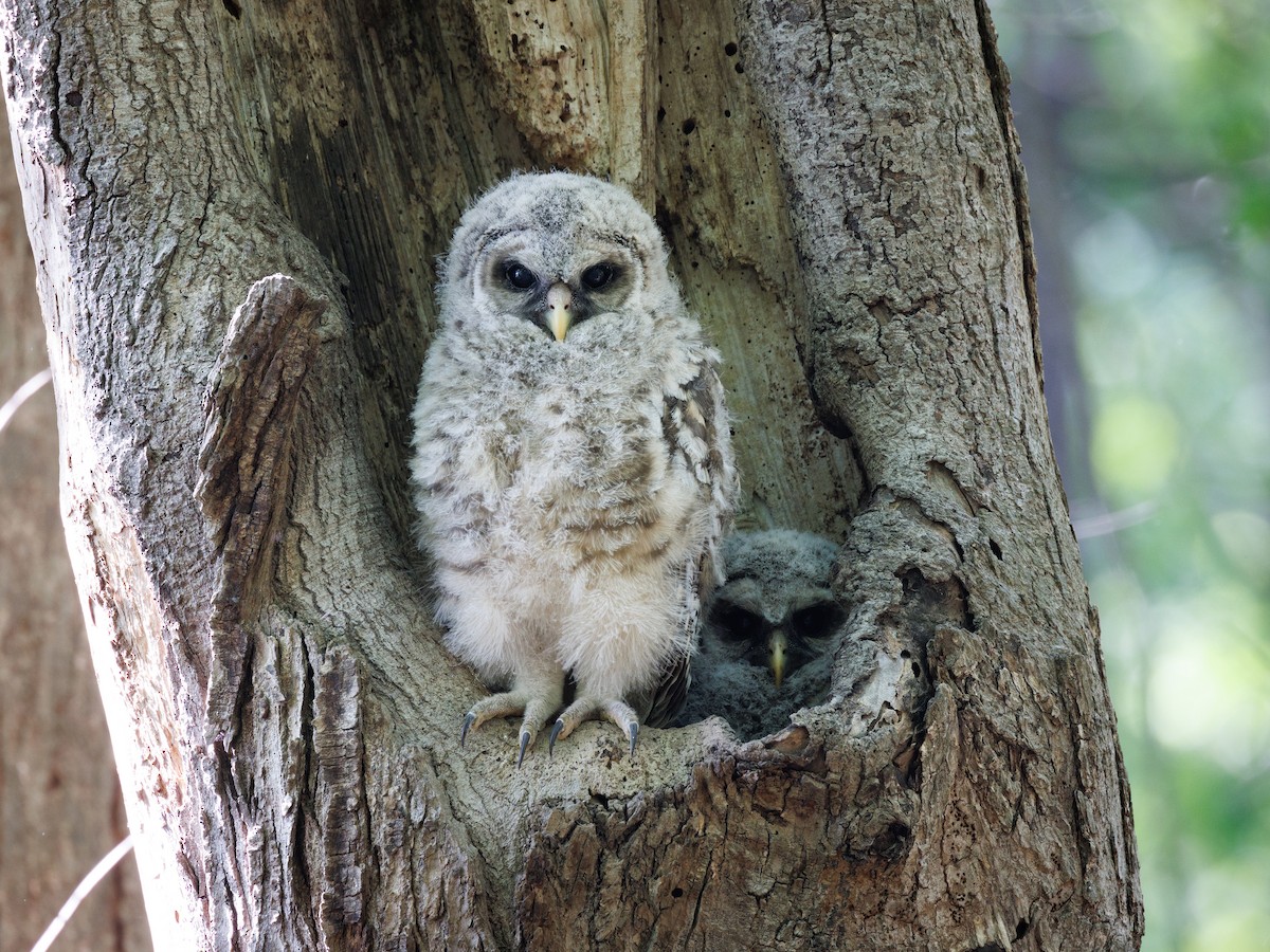 Barred Owl - ML561409081