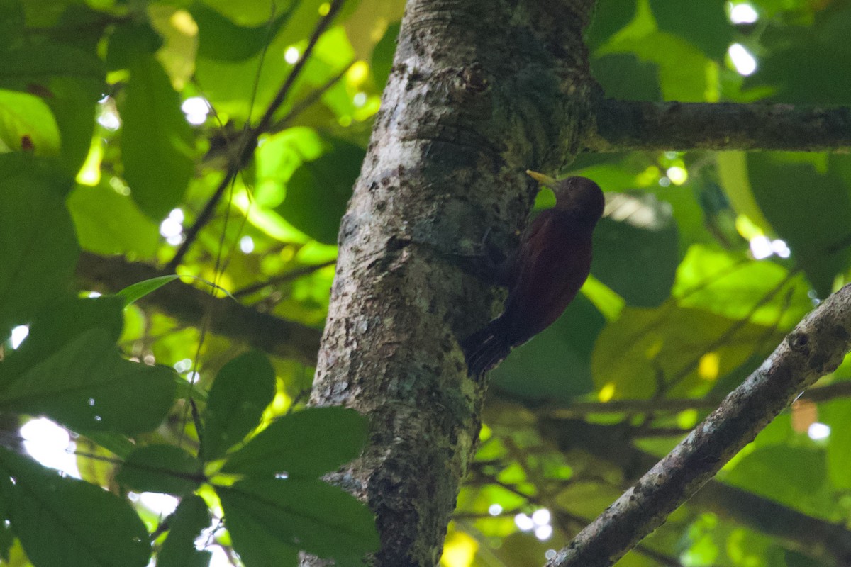 Maroon Woodpecker - ML561409691