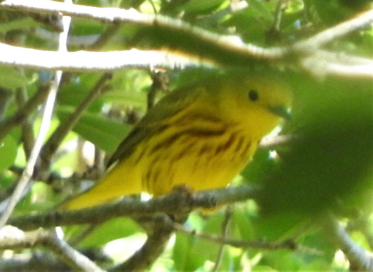 Yellow Warbler - Mark Meunier