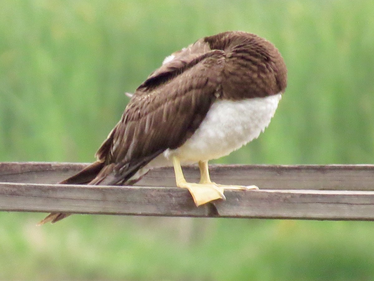 Brown Booby - Holly Cox