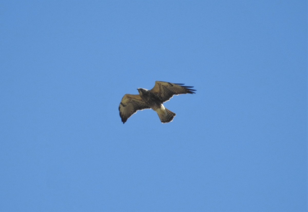 Swainson's Hawk - ML561410491