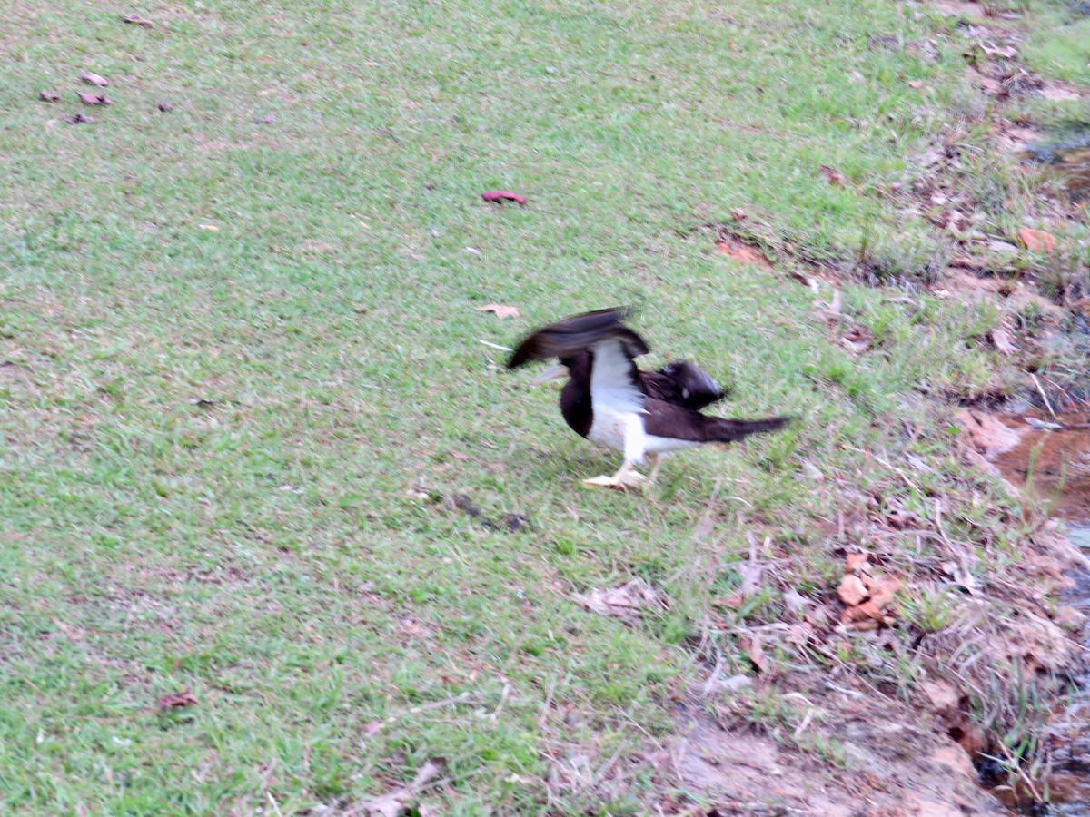 Brown Booby - ML56141051