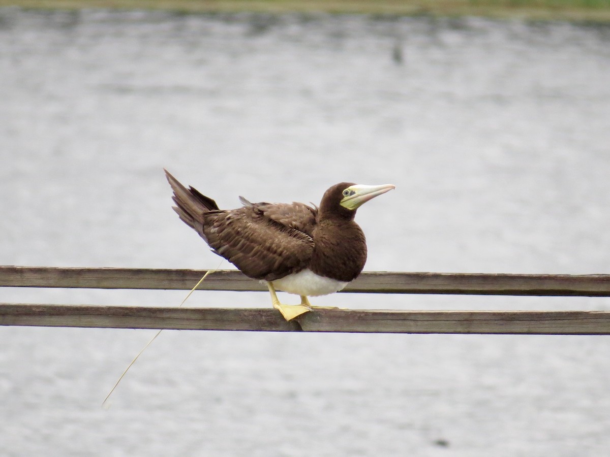 Brown Booby - Holly Cox