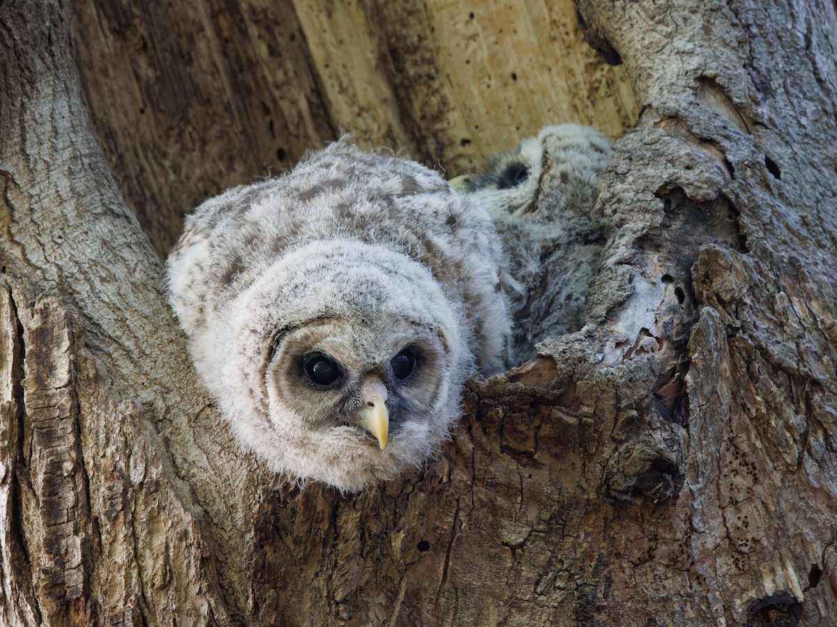 Barred Owl - ML561412071