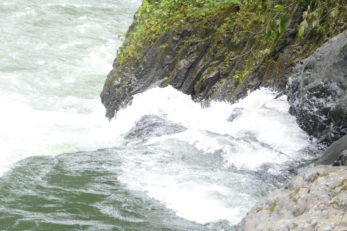 White-capped Dipper - ML56141211