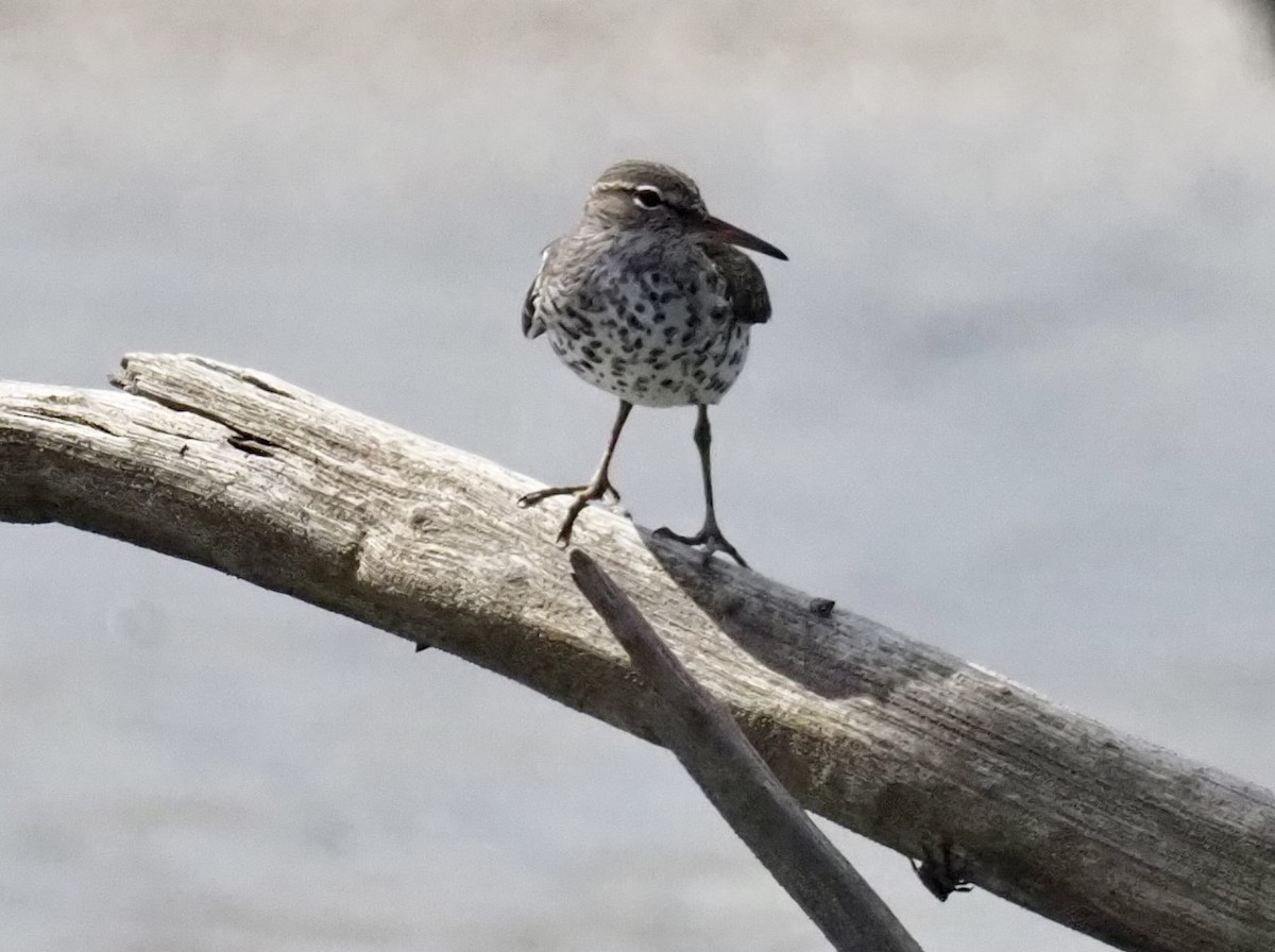 Spotted Sandpiper - Yve Morrell
