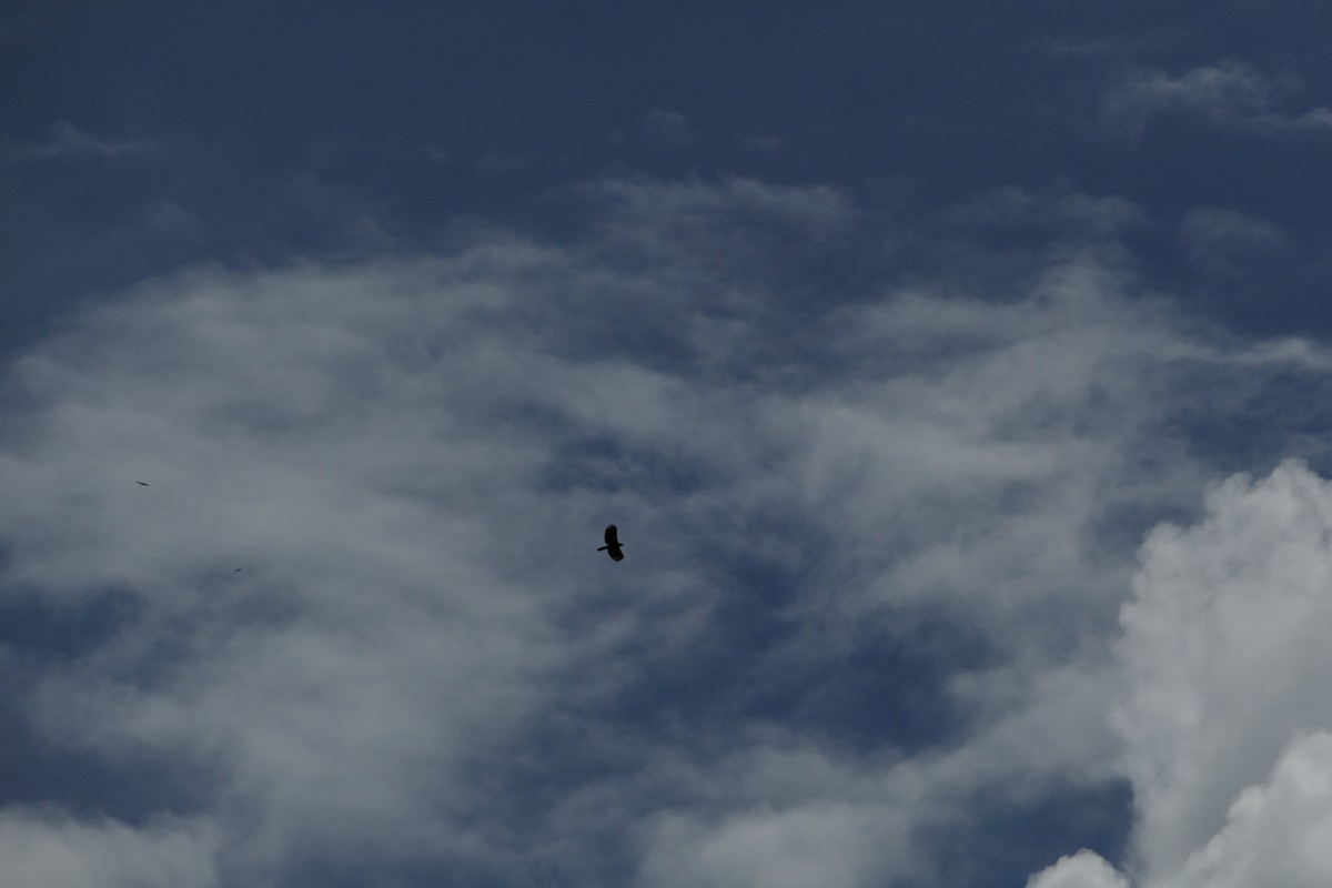 Чёрный хохлатый орёл - ML56141231