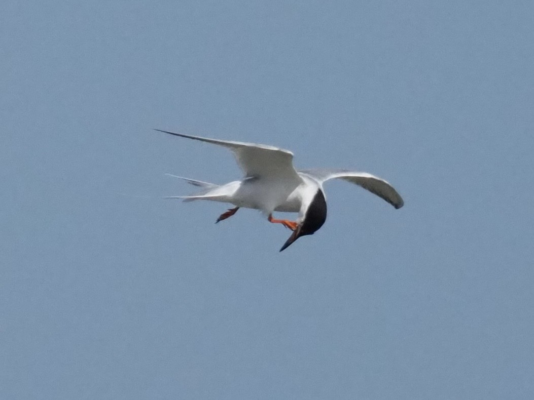 Forster's Tern - ML561412361