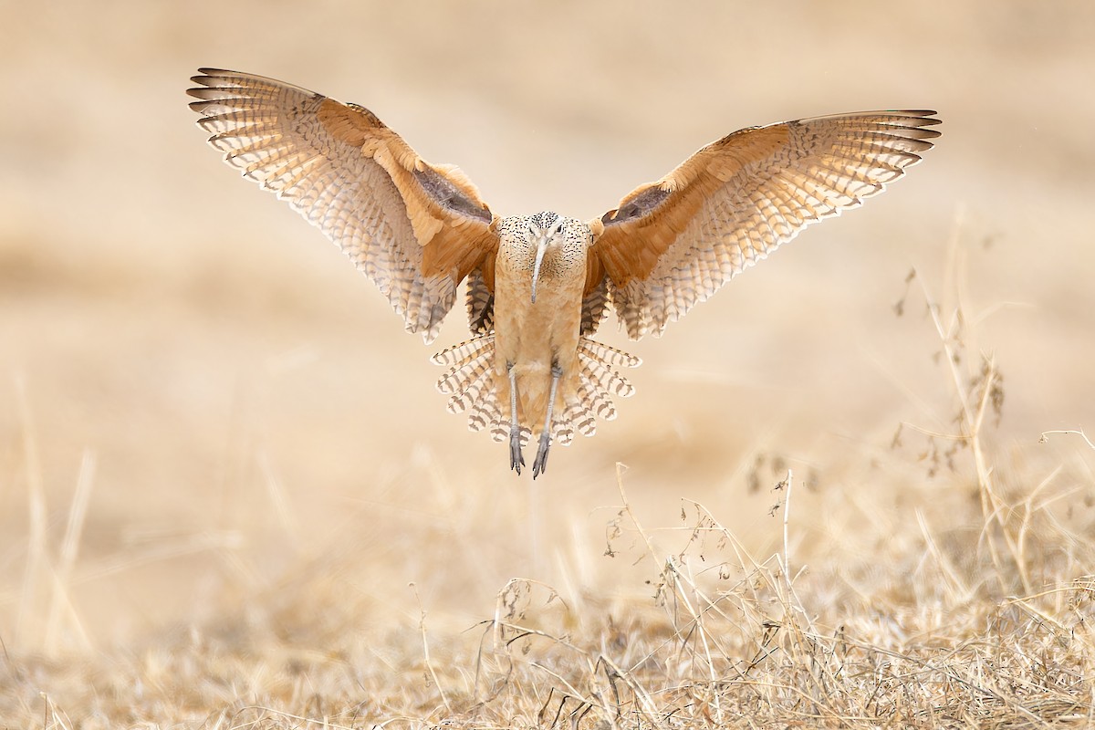 Long-billed Curlew - ML561412711