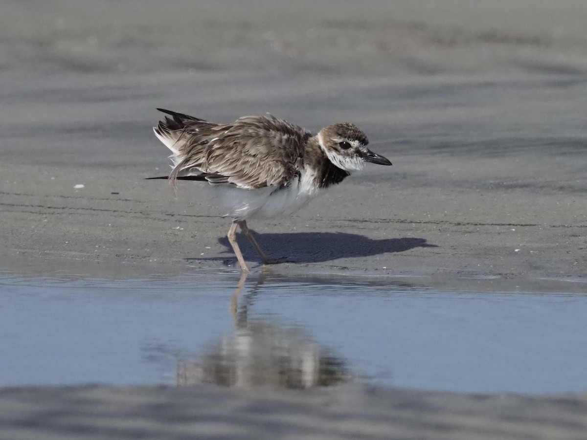 Wilson's Plover - ML561412721