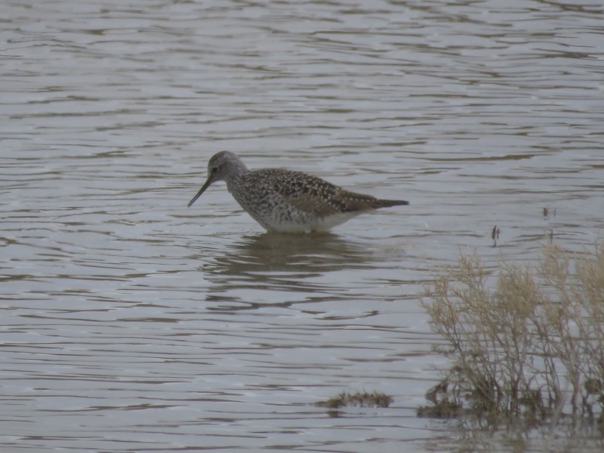 Lesser Yellowlegs - Bryant Olsen