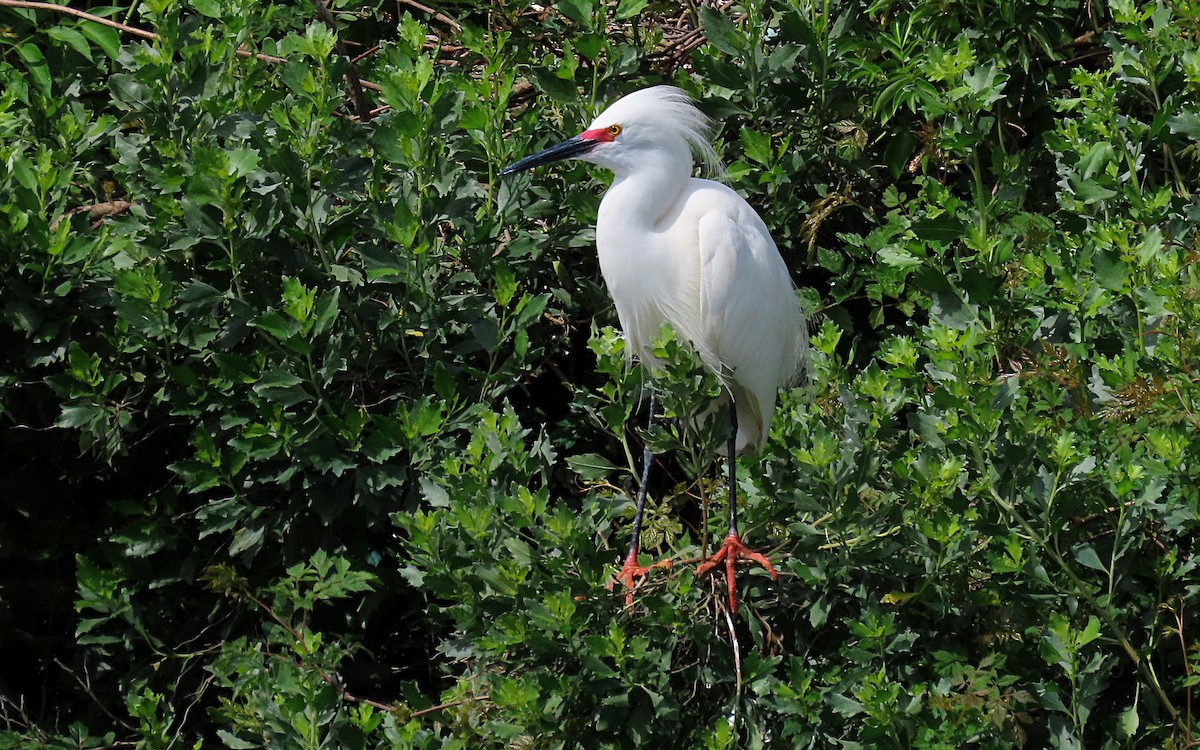 Snowy Egret - Jim O'Neill