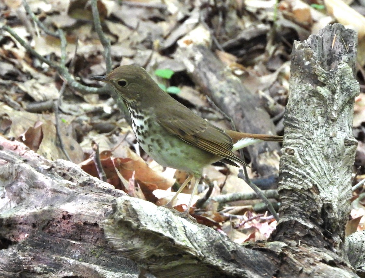 Hermit Thrush - ML561413391