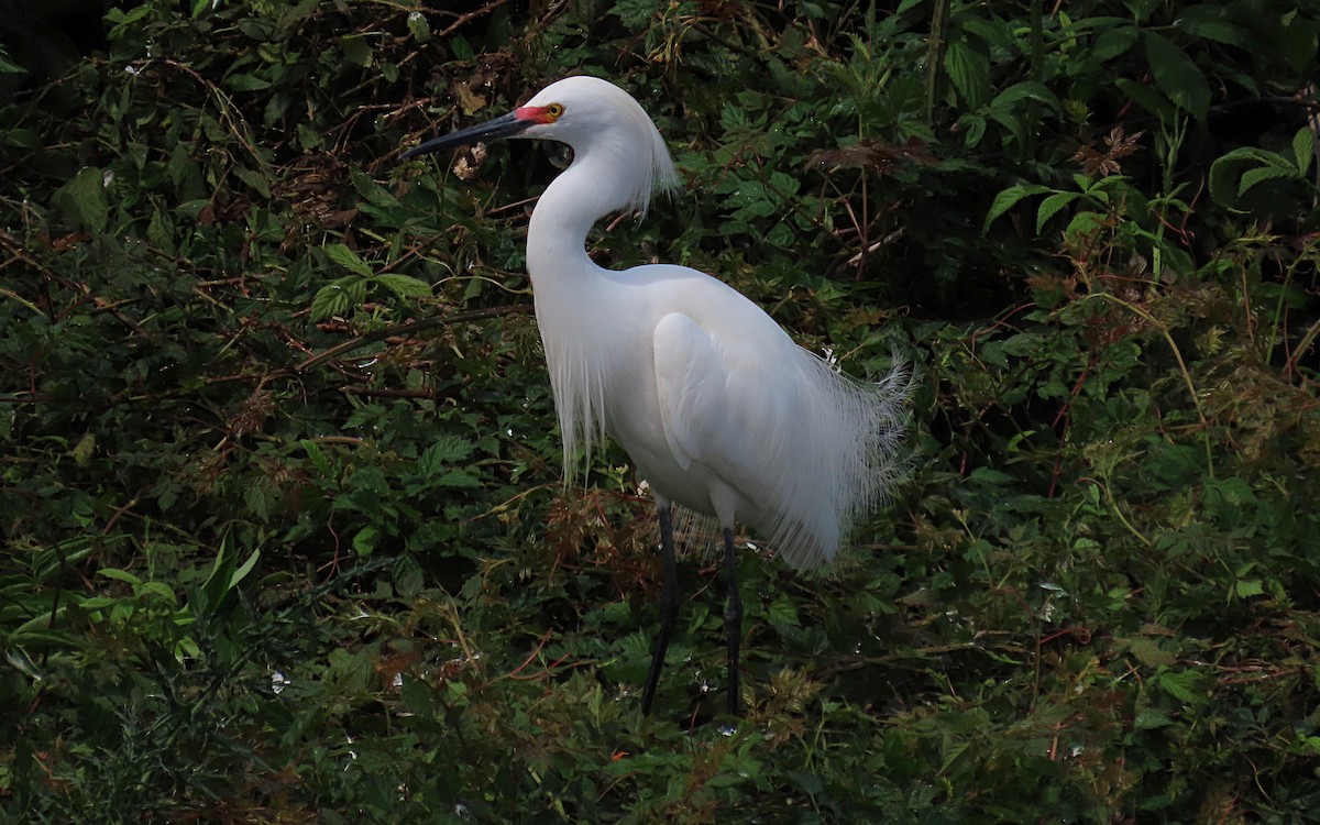 Snowy Egret - Jim O'Neill