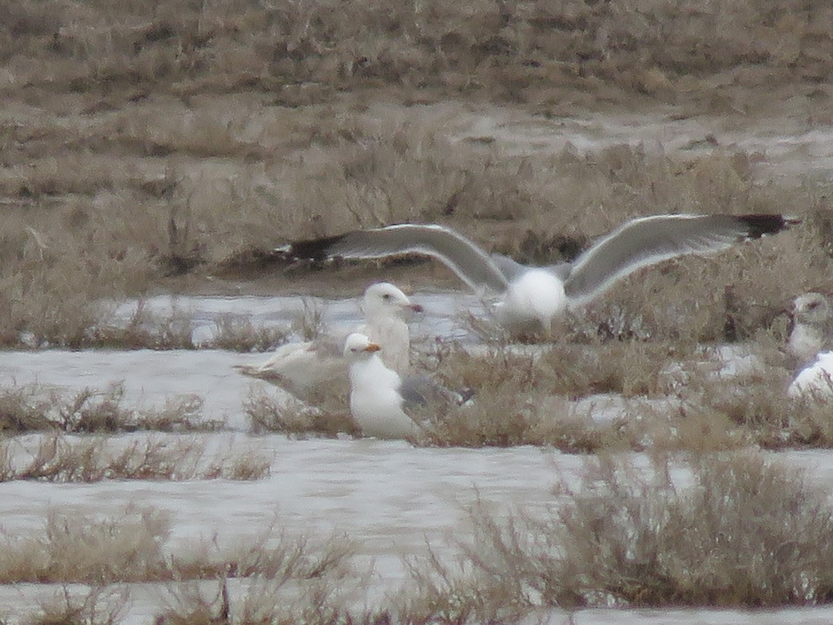 Gaviota (Larus) sp. - ML561413521