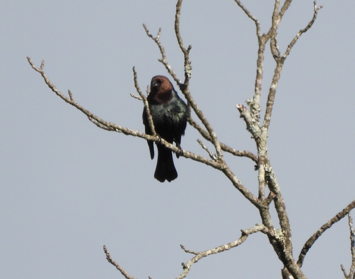 Brown-headed Cowbird - ML561413691