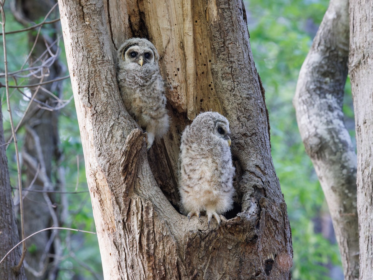 Barred Owl - ML561415211
