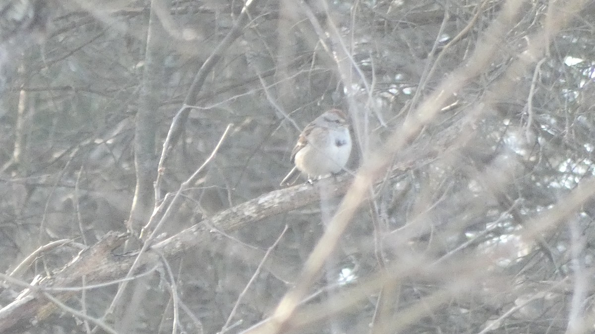 American Tree Sparrow - ML561415231