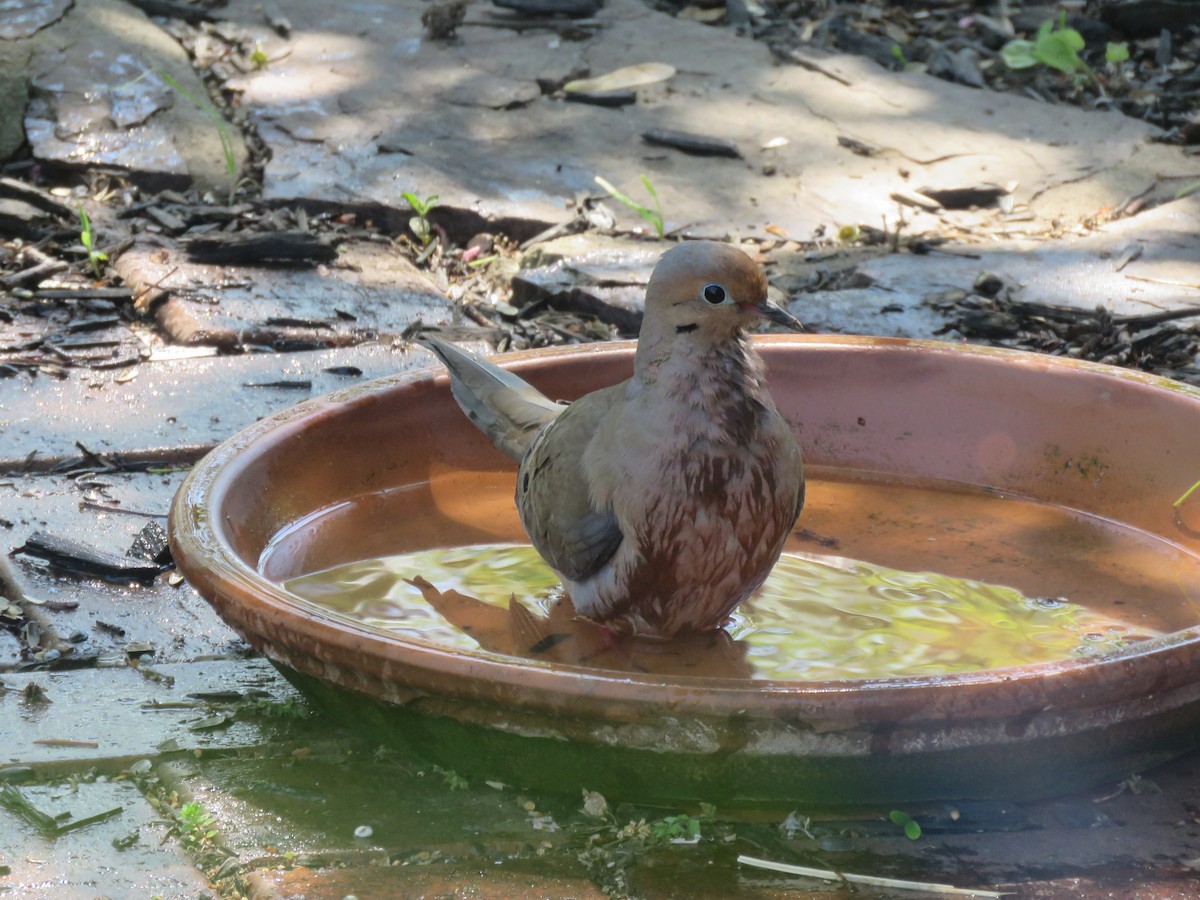 Mourning Dove - ML561415251