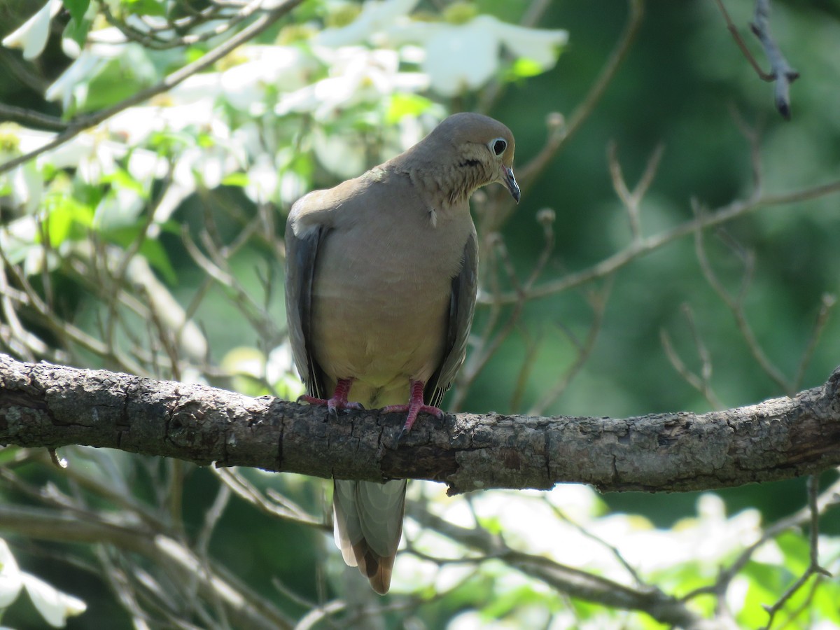 Mourning Dove - ML561415261