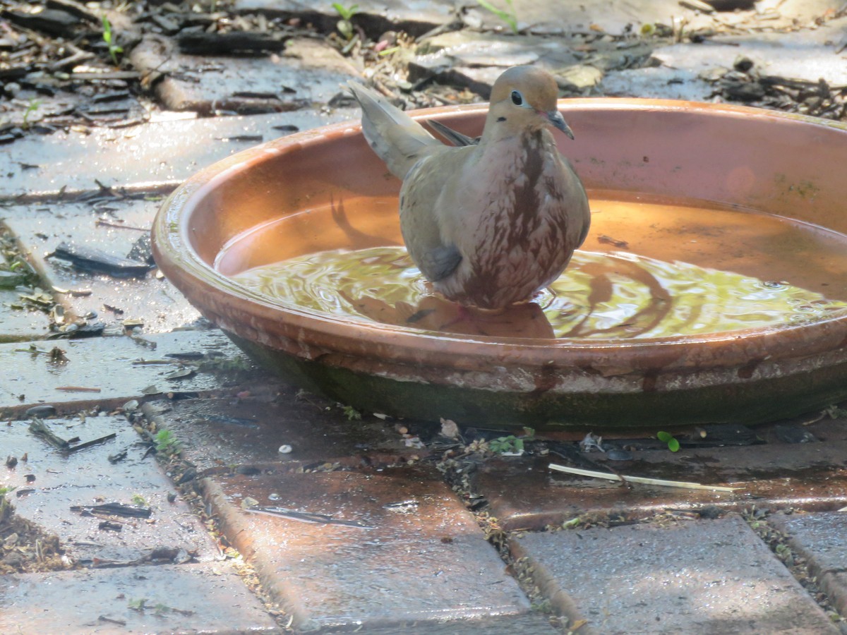 Mourning Dove - ML561415281