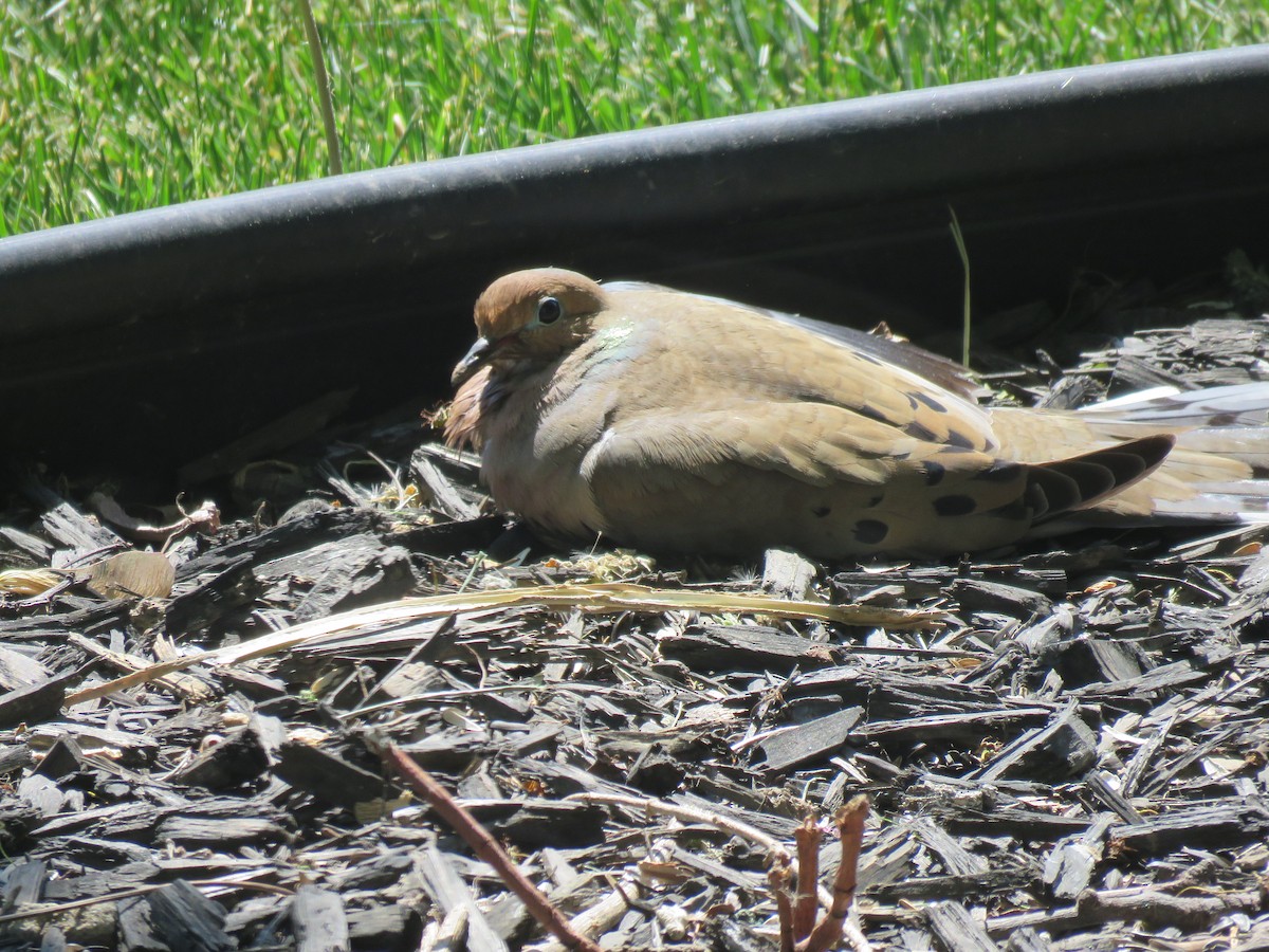 Mourning Dove - ML561415301