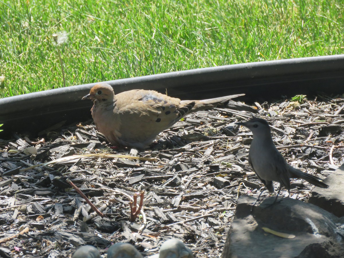 Mourning Dove - ML561415311