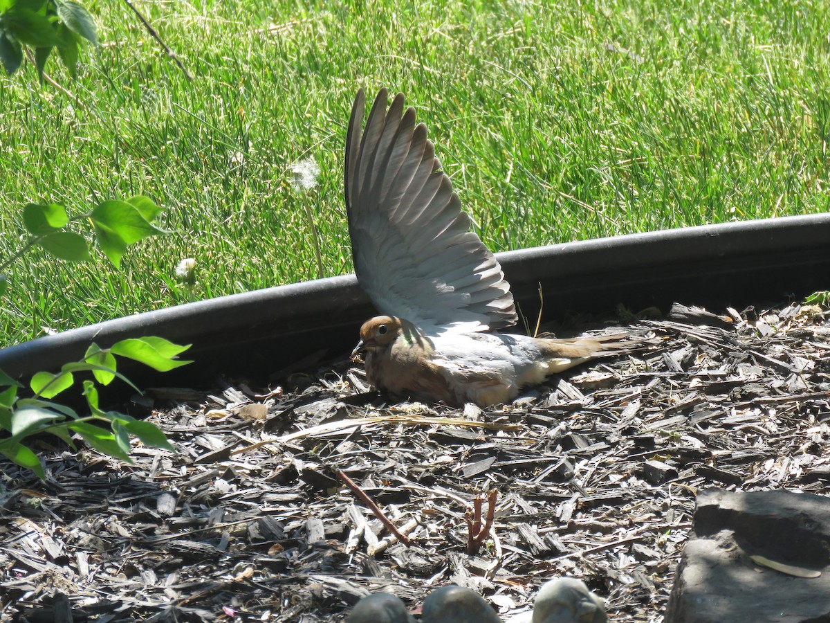 Mourning Dove - ML561415331