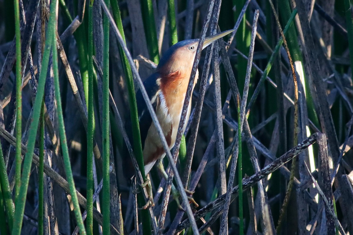 Least Bittern - ML561415401