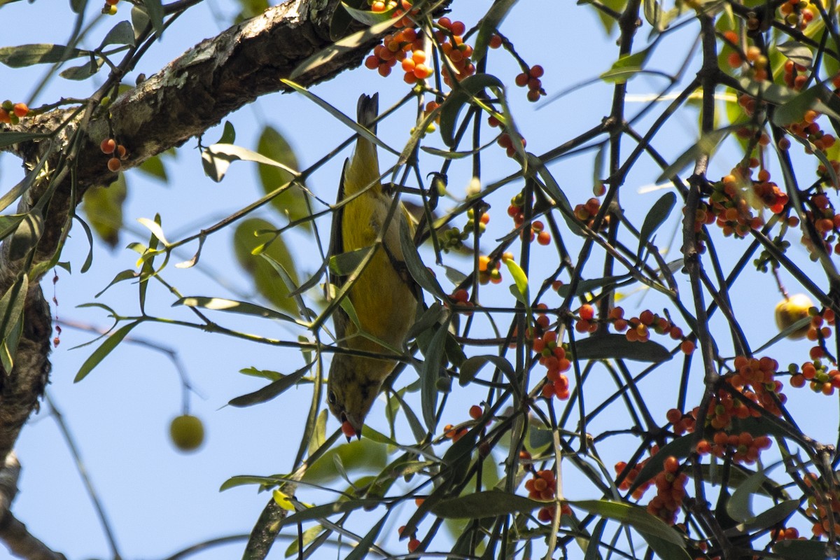 Purple-throated Euphonia - ML561416221