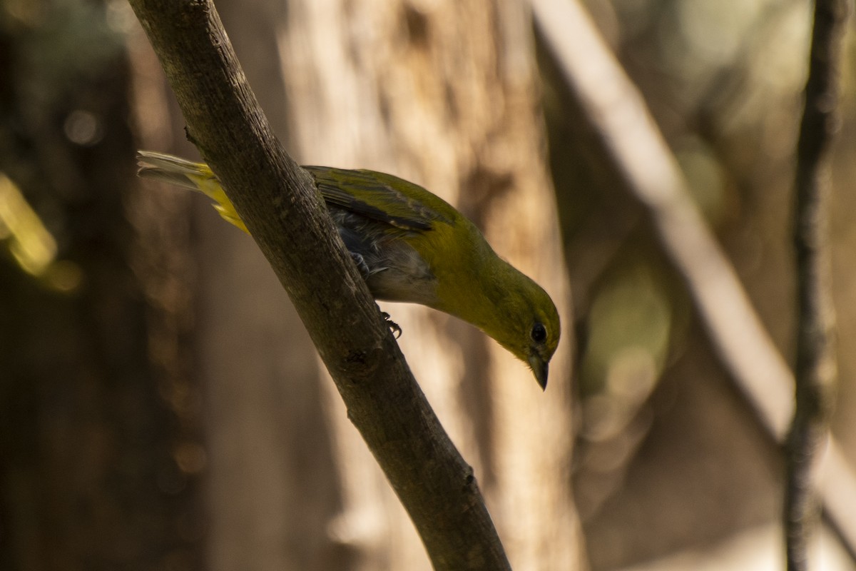 Purple-throated Euphonia - ML561416231