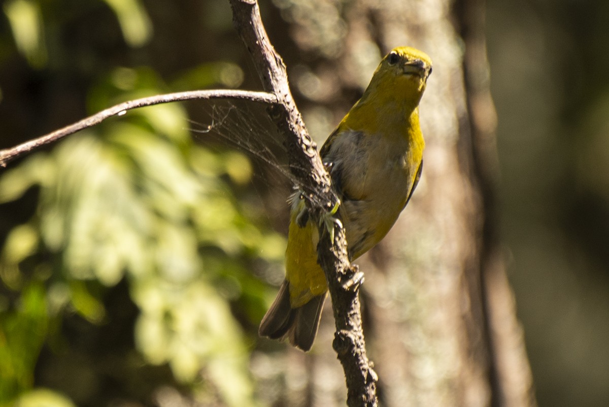 Purple-throated Euphonia - ML561416241