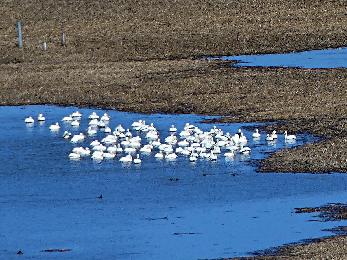 American White Pelican - James Wittke