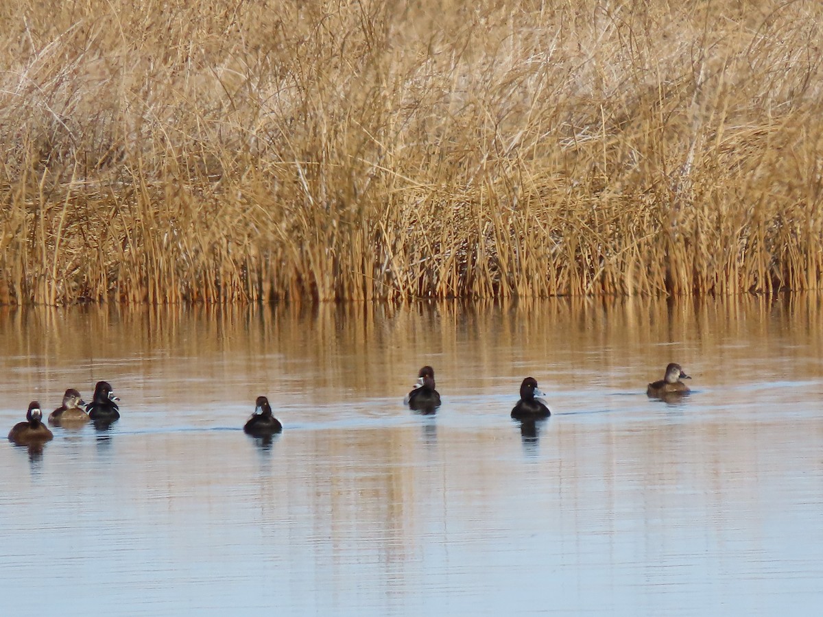 Lesser Scaup - ML561416401