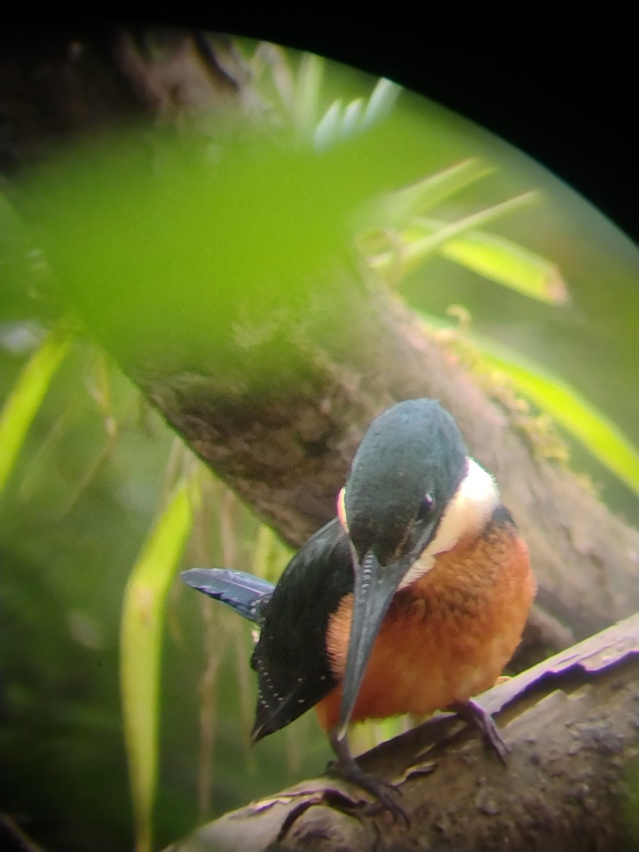Green-and-rufous Kingfisher - ML561416851