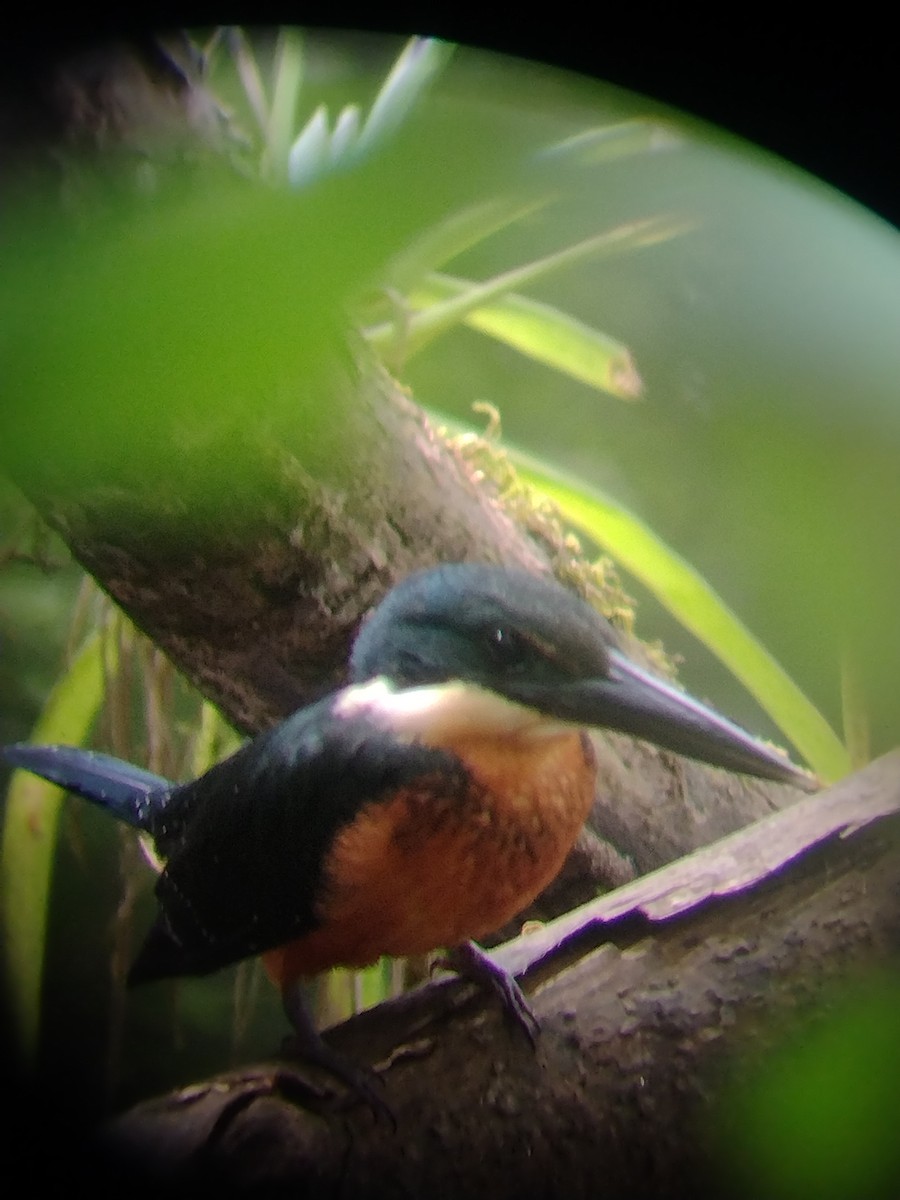 Green-and-rufous Kingfisher - ML561416861