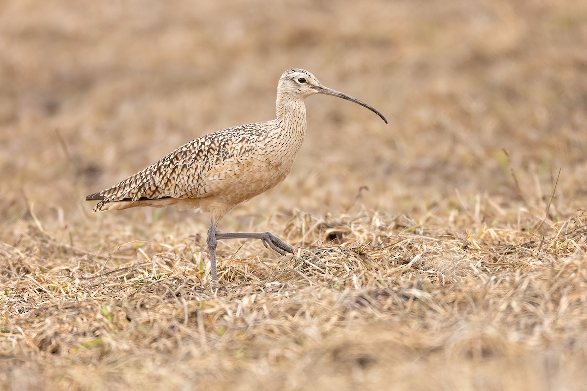 Long-billed Curlew - Jeff Dyck