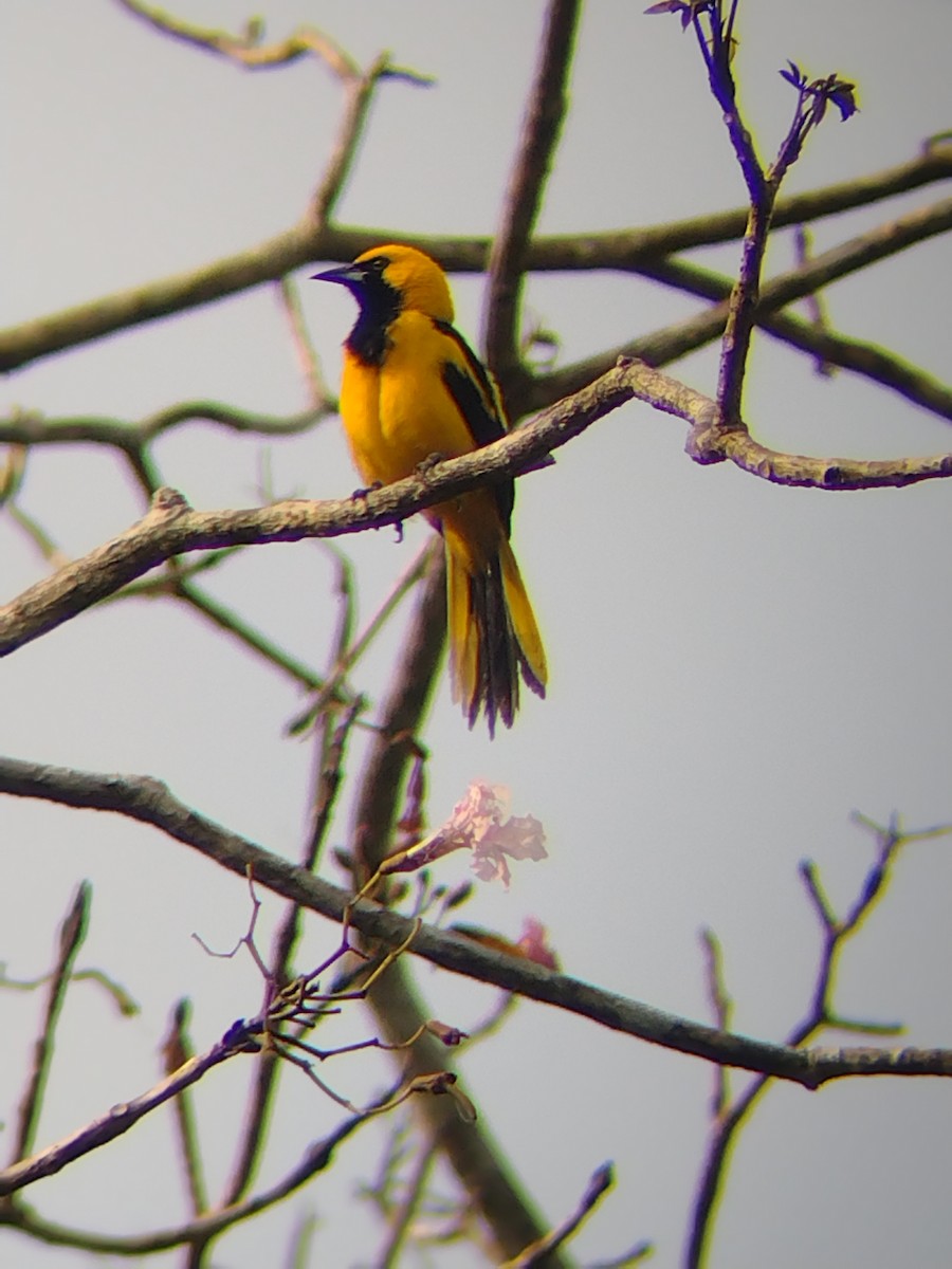 Yellow-tailed Oriole - ML561417841