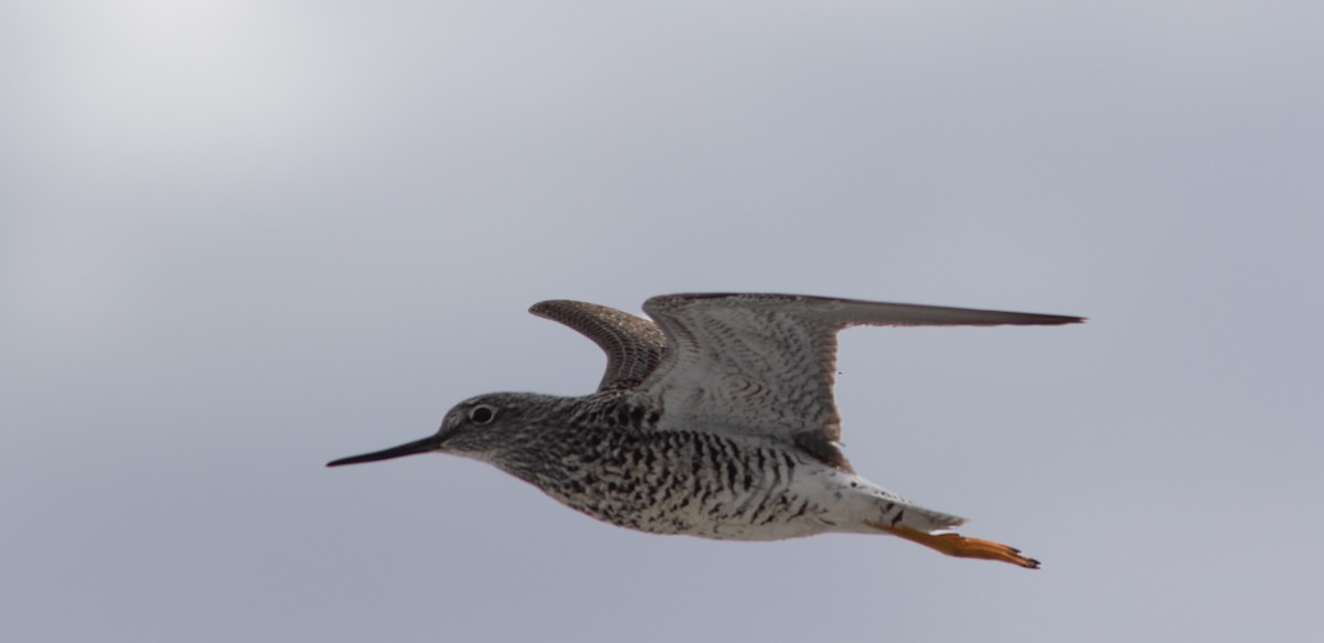 Greater Yellowlegs - Justin Saunders