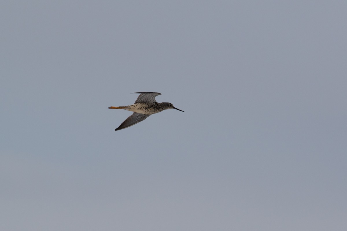 Greater Yellowlegs - Justin Saunders