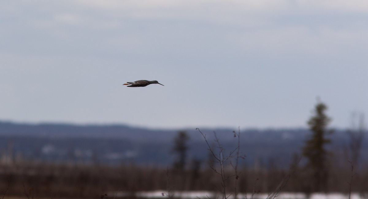 Greater Yellowlegs - Justin Saunders